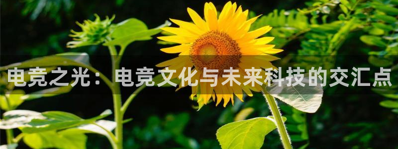 火博电竞网站